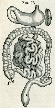 Digestive tract, 1884
